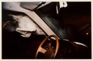 White Horse and Car