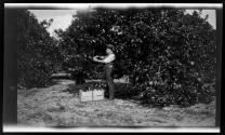[Man picking oranges]