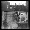 [Little terrier dog on stepstool]