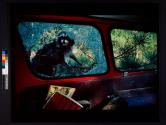 Raccoon and Wrecked Car