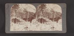 Winter Rambles of the Moose, B.C., Can.