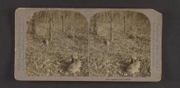 Rabbits in the woodland