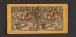 Red Fox, (Fig. I, Male II, Female. Young in Foreground.)