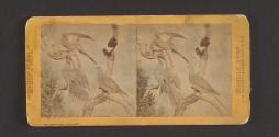 The Wild Pigeon, (Fig. I, female; II and II, males).