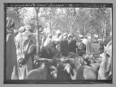 Boufarik marche aux bestiaux
