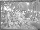 Alger marche aux bestiaux