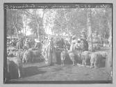 Alger marche aux bestiaux