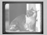 [Cat, Venice]