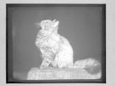 [Cat, Venice]