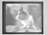 [Cat, Venice]