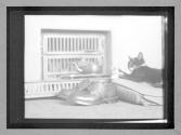 [Shoes / cat / kettle]