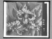 [Chickens, Pennant]