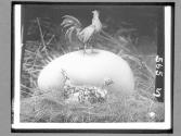 [Chickens, Pennant]