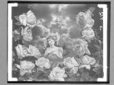 [Couple In Rose Composite]