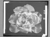 [Couple In Flower Head]