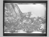 [Tree study]