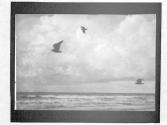 [Gulls & Clouds]