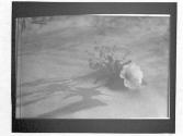[Desert Primrose, 1934]