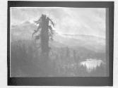 [Broken tree]
