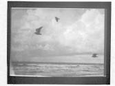 [Gulls & Clouds]
