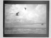 [Gulls & Clouds]