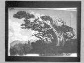 [Cypress tree]