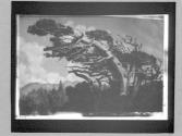 [Cypress tree]