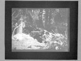Some Snaps Of AB, Small Films Of AB