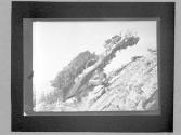 The Loreli, (19)13, 1914