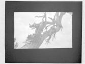 [The Dragon Tree]