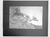 The Dragon & The Pearl 1908