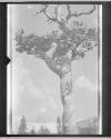 [Whirling Pine Top, 1913]