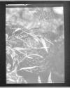 [Spiderweb]