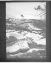 [The Pine Trees Shadow]