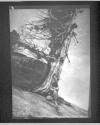 [Nude, Tree]