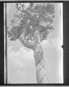 Whirling Pine Top.Pos.Neg. (19)13