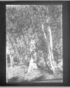 [Birch Trees]