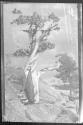 The Dying Cedar (1906)