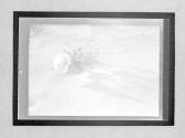 Cacti & Shadow 1938