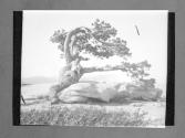 The Ancient Pine (1906)