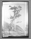 [Tree]