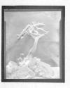 Some Snaps Of AB, Small Films Of AB