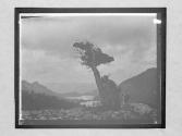 [Landscape, Tree]