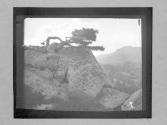 The Lone Pine (19)08