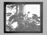 The Pine Sprite