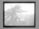 Some Snaps Of AB, Small Films Of AB