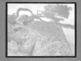 The Lone Pine 1908