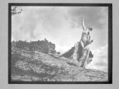 The Soul Of The Blasted Pine 1907