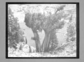 [Tree Negatives]