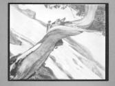 [Tree Negatives]